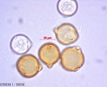 ISEM 1/Sanguisorba_verrucosa_29198/Sanguisorba_verrucosa_29198_0001(copy)_thumb.jpg